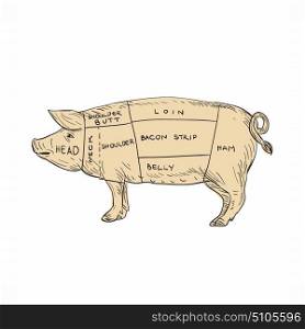 Illustration of a Vintage Pork Meat Cut Map done in hand sketch Drawing style.. Vintage Pork Meat Cut Map Drawing