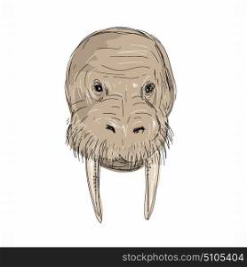 Illustration of a Walrus Head front view done in hand sketch Drawing style.. Walrus Head Drawing