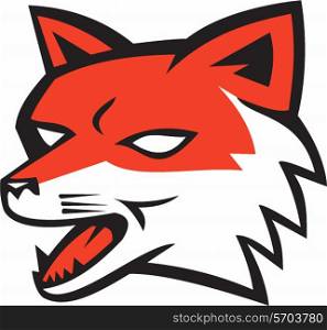 Illustration of an angry fox wild dog wolf head growling set on isolated white background done in retro style. . Red Fox Head Growling Retro
