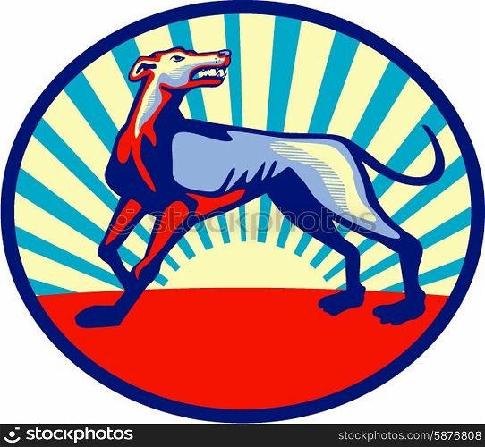 Illustration of an angry greyhound dog with mouth open looking up viewed from the side set inside oblong oval shape with sunburst in the background done in retro style. . Greyhound Dog Angry Looking Up Circle Retro