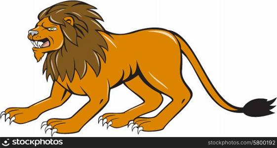 Illustration of an angry lion big cat roaring crouching viewed from the side set on isolated white background done in cartoon style. . Angry Lion Crouching Side Cartoon