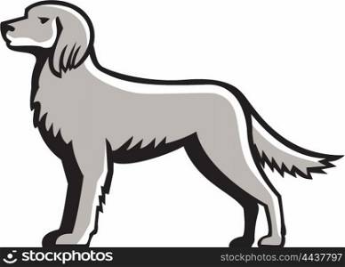 Illustration of an english setter dog standing viewed from the side set on isolated white background done in retro style.