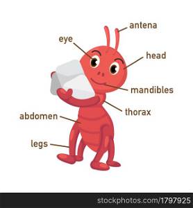 Illustration of ant vocabulary part of body vector