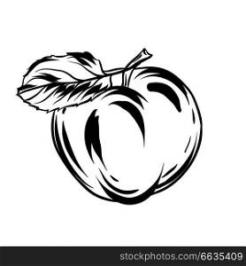 Illustration of apple. Stylized hand drawn fruit.. Illustration of apple.