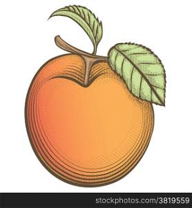 Illustration of apricot drawn in engraving retro style