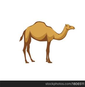 illustration of arabic camel animal on white background vector