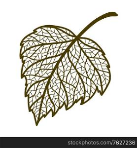 Illustration of autumn birch leaf. Image of foliage with veins.. Illustration of autumn birch leaf.