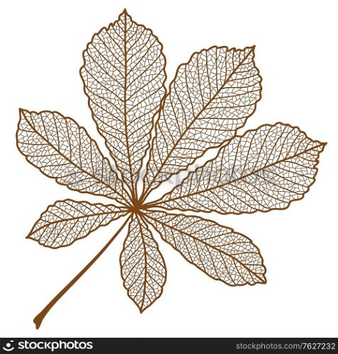 Illustration of autumn chestnut leaf. Image of foliage with veins.. Illustration of autumn chestnut leaf.