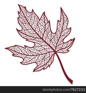 Illustration of autumn maple leaf. Image of foliage with veins.. Illustration of autumn maple leaf.
