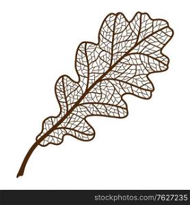 Illustration of autumn oak leaf. Image of foliage with veins.. Illustration of autumn oak leaf.