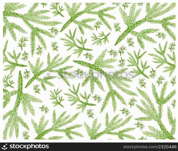 Illustration of Beautiful Fresh Green Selaginella Flabellata Leaves Isolated on A White Background.