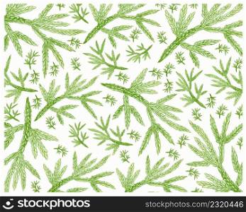 Illustration of Beautiful Fresh Green Selaginella Flabellata Leaves Isolated on A White Background.