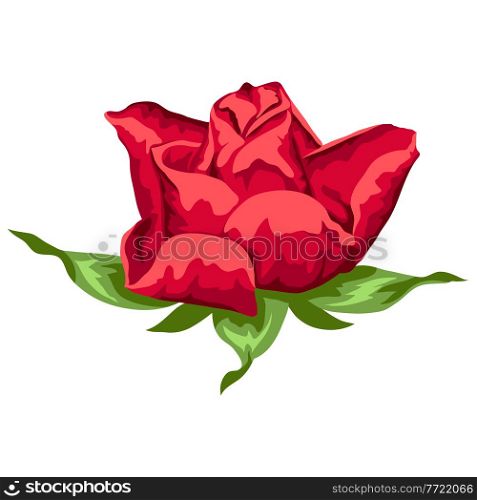 Illustration of beautiful realistic rose. Bud for design and decoration. Hand drawn plant.. Illustration of beautiful realistic rose. Bud for design and decoration.