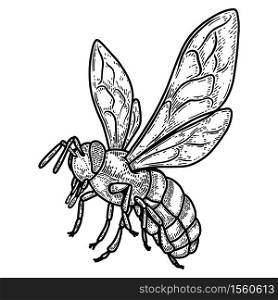 illustration of bee in engraving style. Design element for poster, label, sign, emblem, menu. Vector illustration