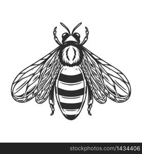 Illustration of bee in engraving style on white background. Design elements for poster, t-shirt. Vector illustration.