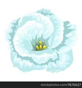 Illustration of blooming carnation flower. Decorative beautiful plant.. Illustration of blooming carnation flower.