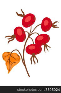 Illustration of branch with rose hips. Image of seasonal autumn plant.. Illustration of branch with rose hips. Image of autumn plant.