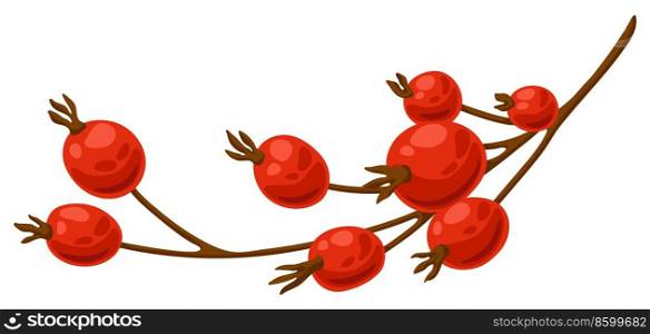 Illustration of branch with rose hips. Image of seasonal autumn plant.. Illustration of branch with rose hips. Image of autumn plant.