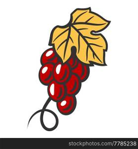 Illustration of bunch of red grapes. Winery image for restaurants and bars. Business and agricultural item.. Illustration of bunch of red grapes. Winery image for restaurants and bars.
