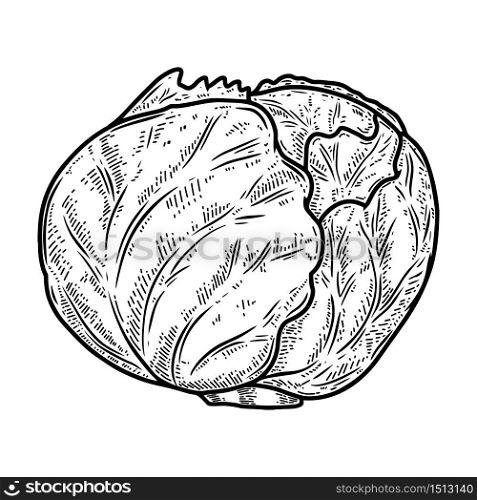 Illustration of cabbage in engraving style. Design element for logo, label, sign, emblem, poster. Vector illustration