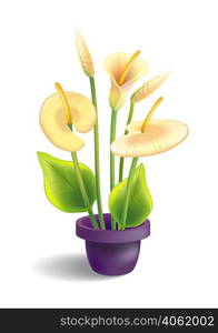 Illustration of calla with leaves and pot. Flower, house plant, lily. Flower concept. Can be used for topics like, greetings, gardening, interior plants