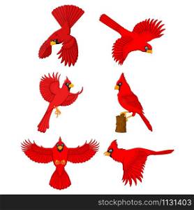 Illustration of cardinal cartoon set