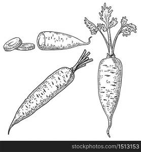Illustration of carrots in engraving style. Design element for logo, label, sign, emblem, poster. Vector illustration
