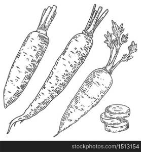 Illustration of carrots in engraving style. Design element for logo, label, sign, emblem, poster. Vector illustration