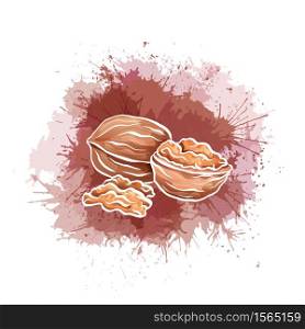 Illustration of cartoon walnut with watercolor splashes and drops isolated from the background. Whole nut and half with kernel. Healthy food. Vector element for menu, recipe, card and your creativity.. Illustration of cartoon walnut with watercolor splashes and drops isolated from the background. Whole nut and half with kernel. Healthy food. Vector element