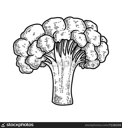 Illustration of cauliflower in engraving style. Design element for poster, menu, store decoration, flyer, banner. Vector illustration