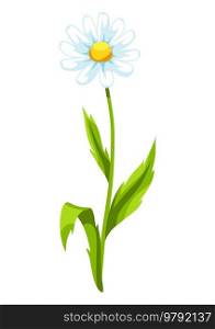 Illustration of chamomile flower. Beautiful decorative spring plant. Natural image.. Illustration of chamomile flower. Beautiful decorative spring plant.