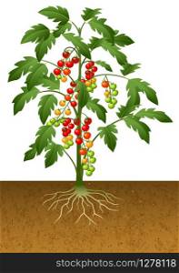 Illustration of cherry tomato plant with root under the ground