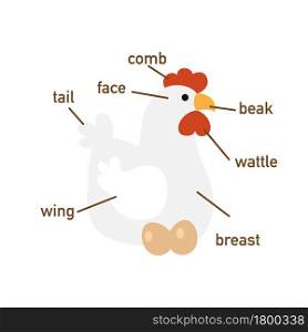 Illustration of chicken vocabulary part of body.vector