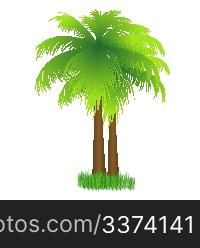 illustration of coconut tree on isolated background