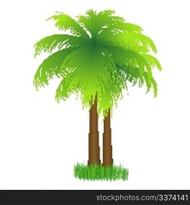 illustration of coconut tree on isolated background