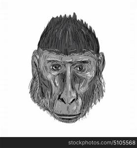 Illustration of Crested Black Macaque Head facing front done in hand sketch Drawing style.. Crested Black Macaque Head Drawing