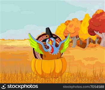 Illustration of cute Pilgrim turkey into pumpkin