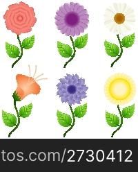 illustration of different flowers on white background
