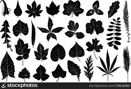 Illustration of different leaves isolated on white