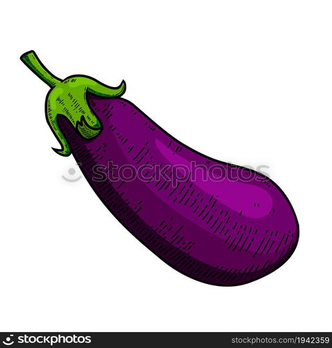 Illustration of eggplant in engraving style. Design element for poster, card, banner, menu. Vector illustration