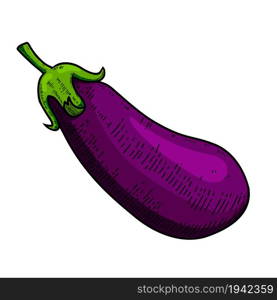 Illustration of eggplant in engraving style. Design element for poster, card, banner, menu. Vector illustration