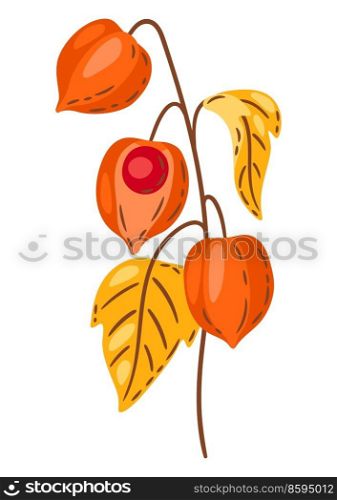 Illustration of fesalis sprig with berries. Image of seasonal autumn plant.. Illustration of fesalis sprig with berries. Image of autumn plant.