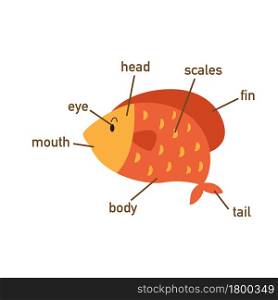Illustration of fish vocabulary part of body.vector