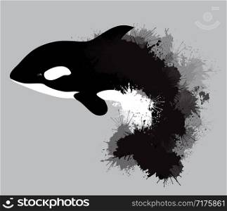 Illustration of grampus with watercolor splashes. Vector killer whale for your design.. Illustration of grampus with watercolor splashes.