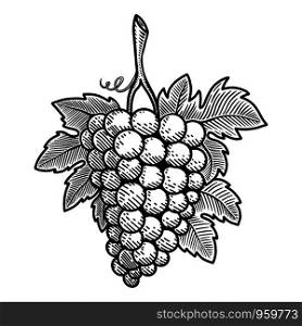 Illustration of grape in engraving style. Design element for poster, card, banner, sign, emblem. Vector illustration