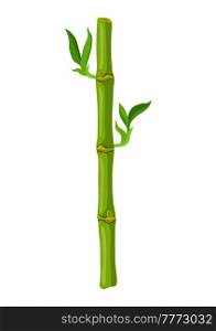 Illustration of green bamboo stem and leaves. Decorative exotic plants of tropic jungle. Natural image.. Illustration of green bamboo stem and leaves. Decorative exotic plants of tropic jungle.