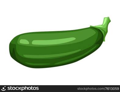 Illustration of green ripe zucchini. Agricultural farm item. Isolated vegetable.. Illustration of green ripe zucchini.