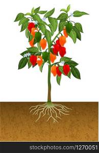 Illustration of habanero pepper plant