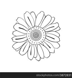 Illustration of hand drawn daisy, doodle style isolated on white background