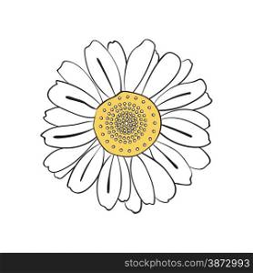 Illustration of hand drawn daisy, isolated on white background